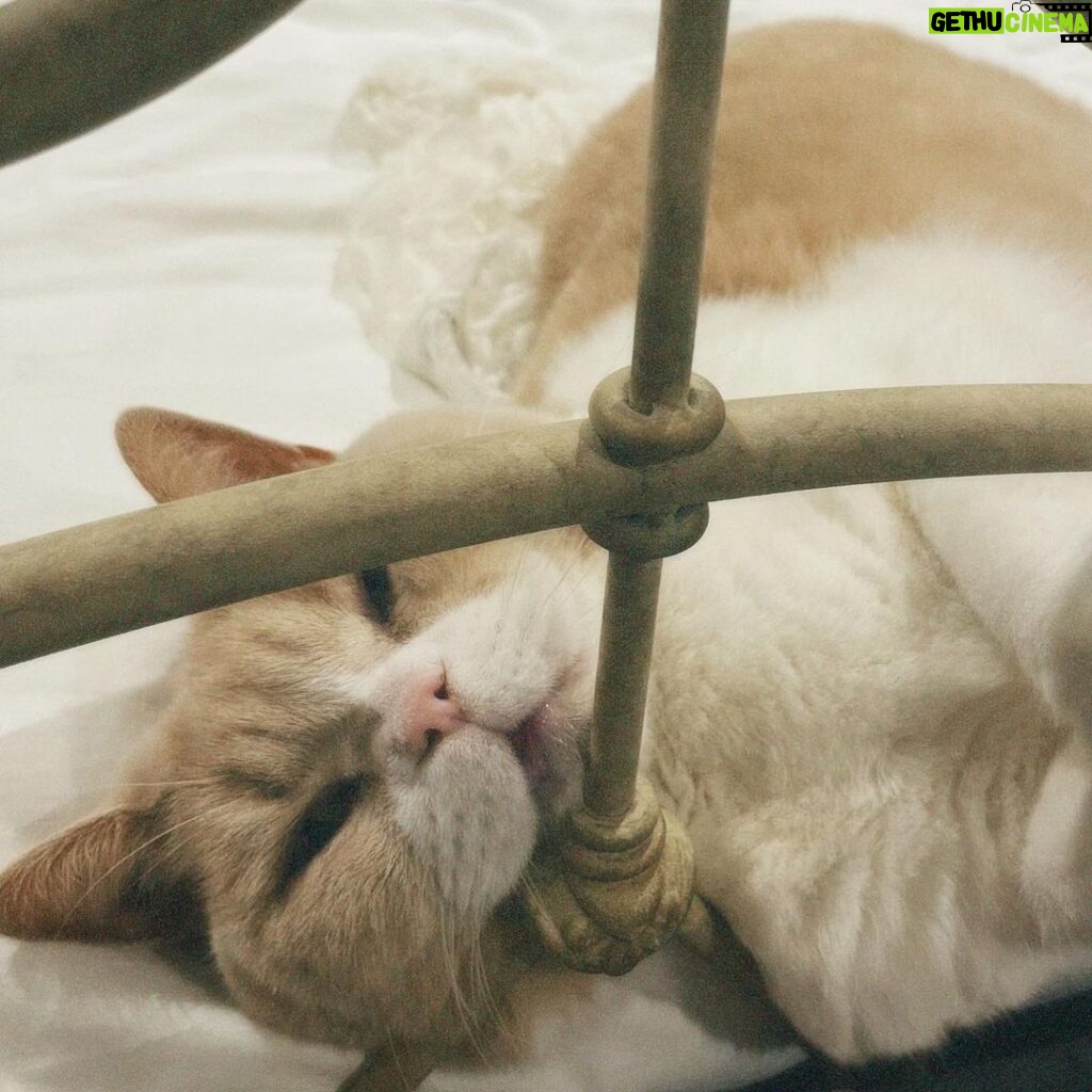 Ellise Chappell Instagram - my cat again & again & again
