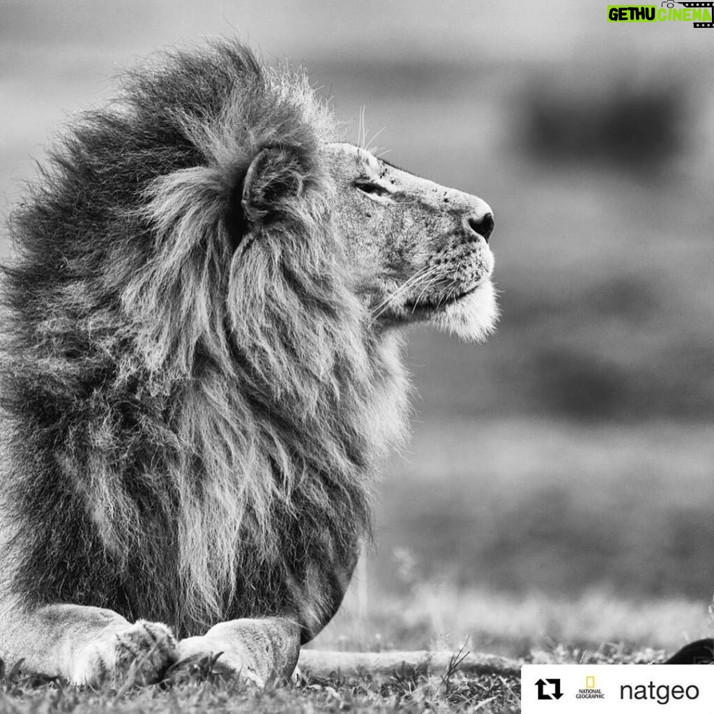 Elvin Aydoğdu Instagram - #Repost @natgeo with @get_repost ・・・ Photograph by @paulnicklen // The power, grace and majesty of a male lion on the Mara. There was only one animal who I watched him bow his head to and rightfully so: the lioness. #followme on @paulnicklen to see more from my first ever trip to #africa #Iwillreturn #respect #lion #africa #bw #nature #naturelovers #instagood #bw #gratitude