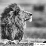 Elvin Aydoğdu Instagram - #Repost @natgeo with @get_repost ・・・ Photograph by @paulnicklen // The power, grace and majesty of a male lion on the Mara. There was only one animal who I watched him bow his head to and rightfully so: the lioness. #followme on @paulnicklen to see more from my first ever trip to #africa #Iwillreturn #respect #lion #africa #bw #nature #naturelovers #instagood #bw #gratitude