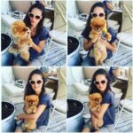 Elvin Aydoğdu Instagram - Resmen energizer...🐶 Literally energizer...🐶📸🎈#pomerianian #puppy #energizer #makesmesmile #dog #dolce Alaçatı Çarşı