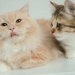 Emi Ōmatsu Instagram – こんにちは!
花粉がやばいですね!
最近一番お気に入りのねこたちの写真とともに
告知させていただきやす!
明日、3/25(金) 12:30~人気ショップ
「earth music&ecology Living store」からライブ配信に参加させていただきます!
スタッフさんおすすめの実用性バッチリの春アイテムをご紹介させていただきます🥺✨✨
豪華賞品が当たるキャンペーンもありますので
おうちで新感覚ショッピングを楽しみましょう☺️☺️☺️
※掲載内容は予告なく変更または中止となる場合がございます。