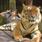 Emi Ōmatsu Instagram - タイで念願のトラちゃんと写真とらせてもろてきました！！！ うれしい。。。🥰🥰🥰 大きいネコみたいでかわいかったです🥰🥰🥰