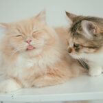 Emi Ōmatsu Instagram – こんにちは!
花粉がやばいですね!
最近一番お気に入りのねこたちの写真とともに
告知させていただきやす!
明日、3/25(金) 12:30~人気ショップ
「earth music&ecology Living store」からライブ配信に参加させていただきます!
スタッフさんおすすめの実用性バッチリの春アイテムをご紹介させていただきます🥺✨✨
豪華賞品が当たるキャンペーンもありますので
おうちで新感覚ショッピングを楽しみましょう☺️☺️☺️
※掲載内容は予告なく変更または中止となる場合がございます。