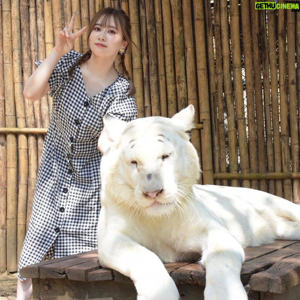Emi Ōmatsu Instagram - タイで念願のトラちゃんと写真とらせてもろてきました！！！ うれしい。。。🥰🥰🥰 大きいネコみたいでかわいかったです🥰🥰🥰