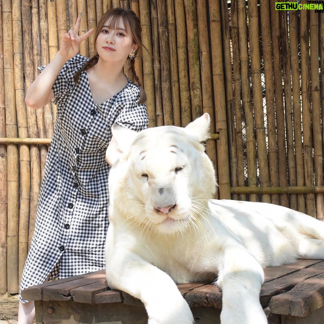 Emi Ōmatsu Instagram - タイで念願のトラちゃんと写真とらせてもろてきました!!! うれしい。。。🥰🥰🥰 大きいネコみたいでかわいかったです🥰🥰🥰