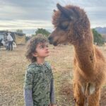 Emily Baldoni Instagram - 😂🥰 Repost from @justinbaldoni • Maxwell and Nathan. A love story in three acts. 👉🏼 👉🏼👉🏼 #hairtwins #dearmaxwell #animalrescue #happysunday #threeyearsold *Also check out the great work @thelittlefarminojai is doing. They are a non profit animal sanctuary saving abused and neglected animals.