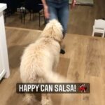 Emily Baldoni Instagram - Our Happy boy turns 1 today. This is how he feels about it. Thank you @mama_tasha9 for discovering that @happybaldoni ‘s wiggle butt was a salsa butt all along! Happy birthday Happy ❤️ #thehappydance #salsa #goldendoodle #dogsofinstagram