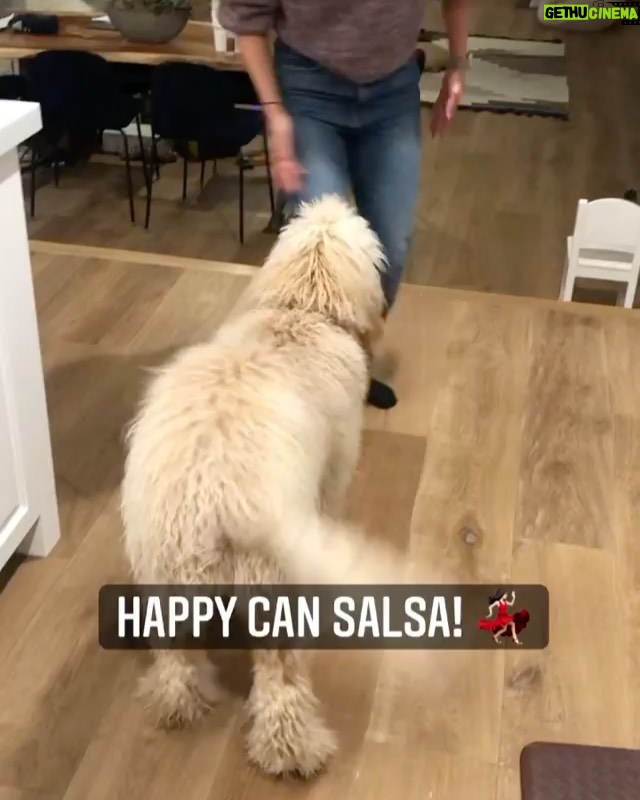 Emily Baldoni Instagram - Our Happy boy turns 1 today. This is how he feels about it. Thank you @mama_tasha9 for discovering that @happybaldoni ‘s wiggle butt was a salsa butt all along! Happy birthday Happy ❤️ #thehappydance #salsa #goldendoodle #dogsofinstagram