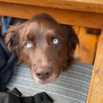 Emily Cox Instagram - Think I‘m being watched. #dog #lucky @evaulrikerehm