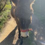 Emily Cox Instagram - Mila and friends ❤️. @burroseartes #donkeyshelter #18saveddonkeys #love #aljezur