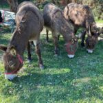 Emily Cox Instagram - Mila and friends ❤️. @burroseartes #donkeyshelter #18saveddonkeys #love #aljezur