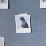 Emma Chamberlain Instagram - huge thank you to all the pigeons who flew out, you’re all stunning!!! 🐦 when i was around 14, my dad and i were strolling around san francisco when we discovered the @warbyparker store… and i’ve been wearing their glasses ever since. now we have a collection together 🐦🥹❤️ New York, New York