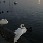 Emma Chamberlain Instagram - 🦆 Switzerland
