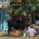 Emma Chamberlain Instagram – 🐄⛵️🥥🧡🐈 Mumbai, India.