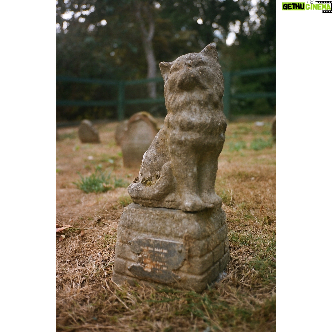 Emma Greenwell Instagram - toodle-oo Toodles Pet Cemetery