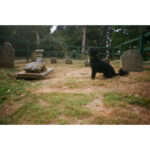 Emma Greenwell Instagram - toodle-oo Toodles Pet Cemetery