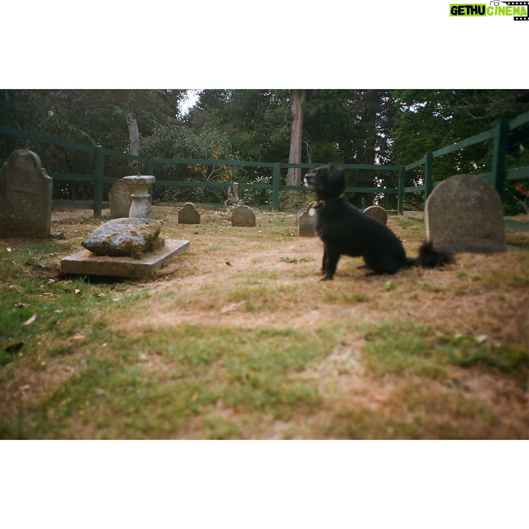 Emma Greenwell Instagram - toodle-oo Toodles Pet Cemetery