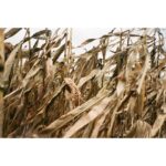 Emma Greenwell Instagram - 🌾🐖🌾 The End of the World