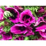 Emma Greenwell Instagram -