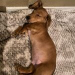 Emma Meisel Instagram - The love I have for this dog and his pudgy belly after he eats dinner 😭