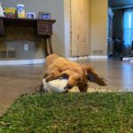 Emma Meisel Instagram - The love I have for this dog and his pudgy belly after he eats dinner 😭