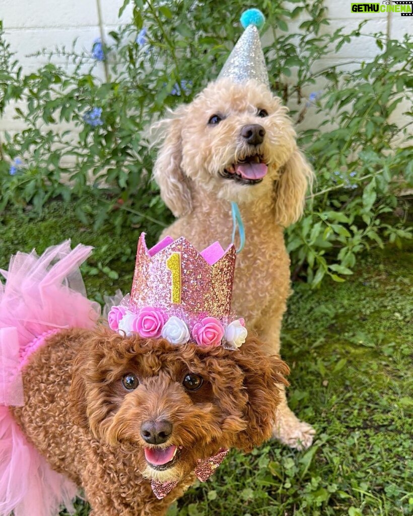 Emmy Buckner Instagram - Rowan the little princess pup turned 1 last week! Our spunky shadow that loves food, someone touching her, and going in the car. She has melted our hearts, is friends with all, and makes me giggle everyday. She will never see this, but enjoy the photo shoot I forced she and Benny to do- love you Rowan! 🐾 💕