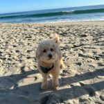 Emmy Buckner Instagram - Little photo diary of our quick spring break getaway to Laguna back in March. 🌊💙☀️ Laguna Beach, California