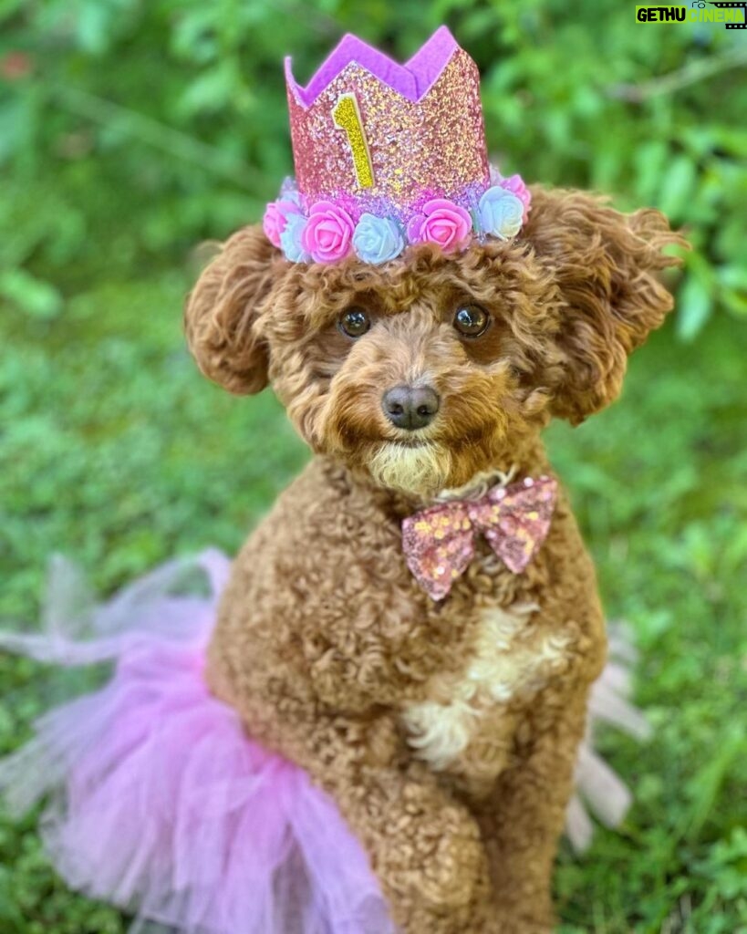Emmy Buckner Instagram - Rowan the little princess pup turned 1 last week! Our spunky shadow that loves food, someone touching her, and going in the car. She has melted our hearts, is friends with all, and makes me giggle everyday. She will never see this, but enjoy the photo shoot I forced she and Benny to do- love you Rowan! 🐾 💕
