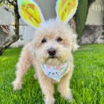 Emmy Buckner Instagram - Happy Easter from my pride and joys🐰🐶💐 Los Angeles, California