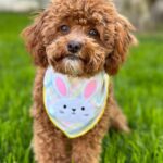 Emmy Buckner Instagram - Happy Easter from my pride and joys🐰🐶💐 Los Angeles, California