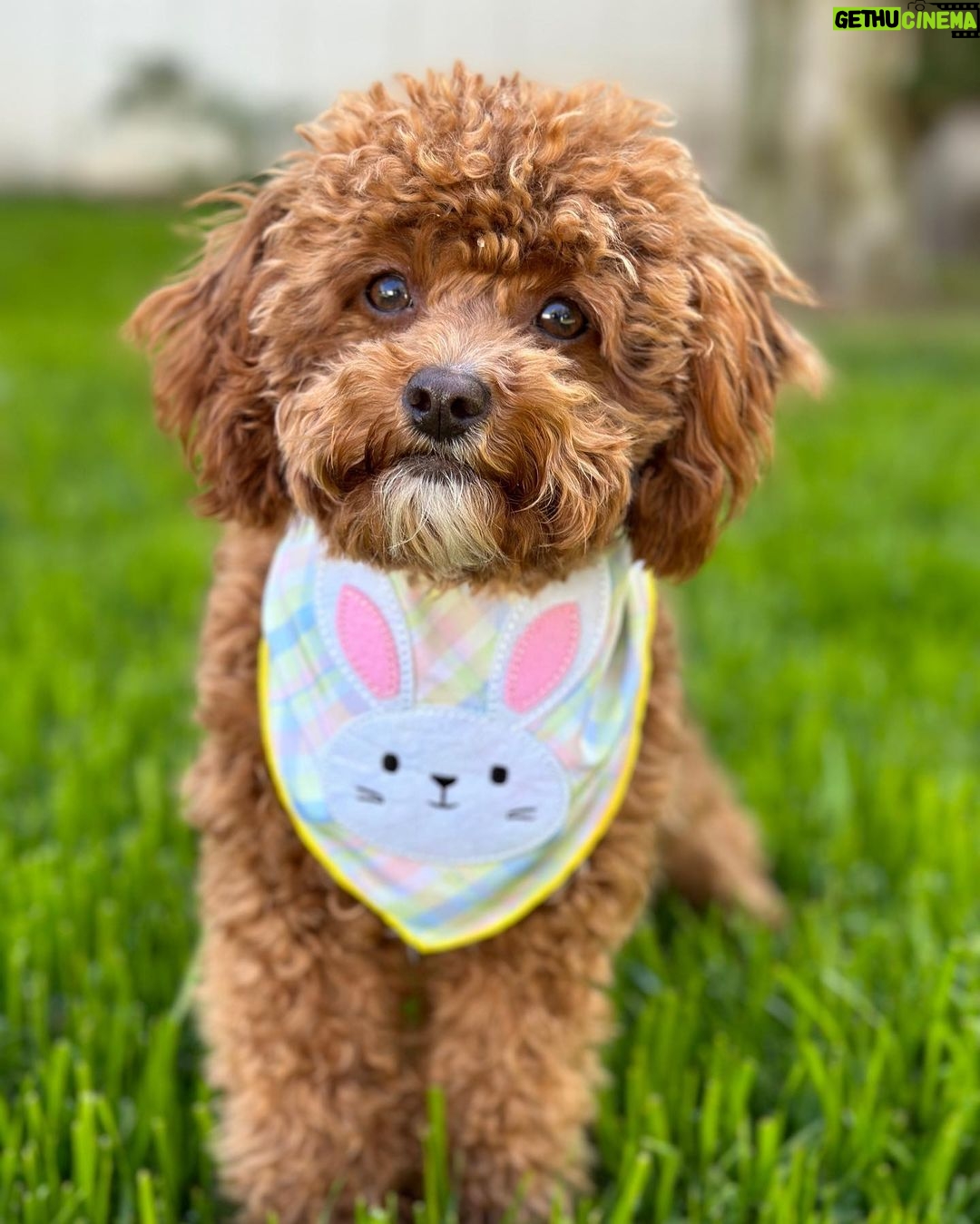 Emmy Buckner Instagram - Happy Easter from my pride and joys🐰🐶💐 Los Angeles, California