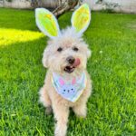 Emmy Buckner Instagram - Happy Easter from my pride and joys🐰🐶💐 Los Angeles, California