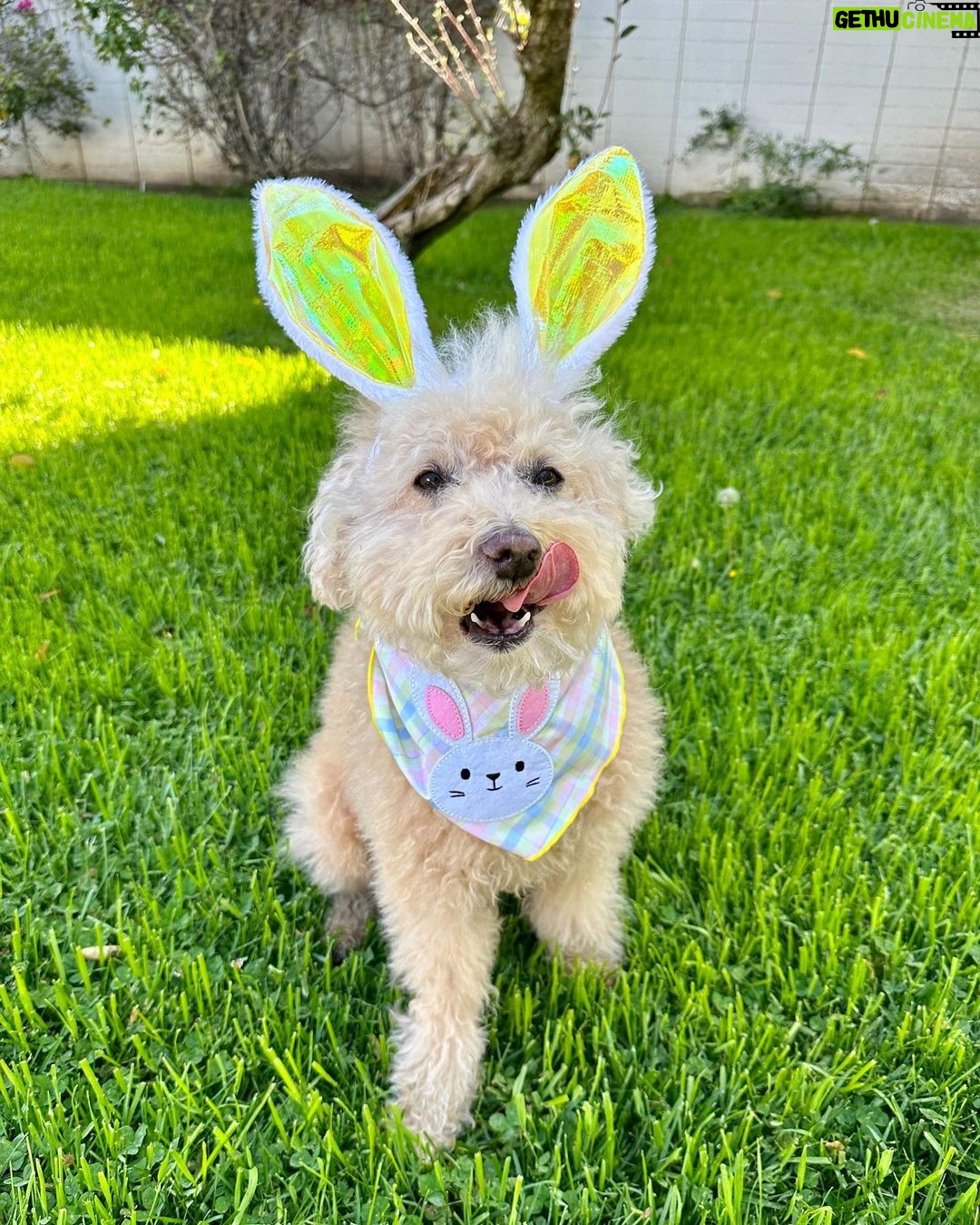 Emmy Buckner Instagram - Happy Easter from my pride and joys🐰🐶💐 Los Angeles, California