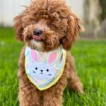 Emmy Buckner Instagram - Happy Easter from my pride and joys🐰🐶💐 Los Angeles, California