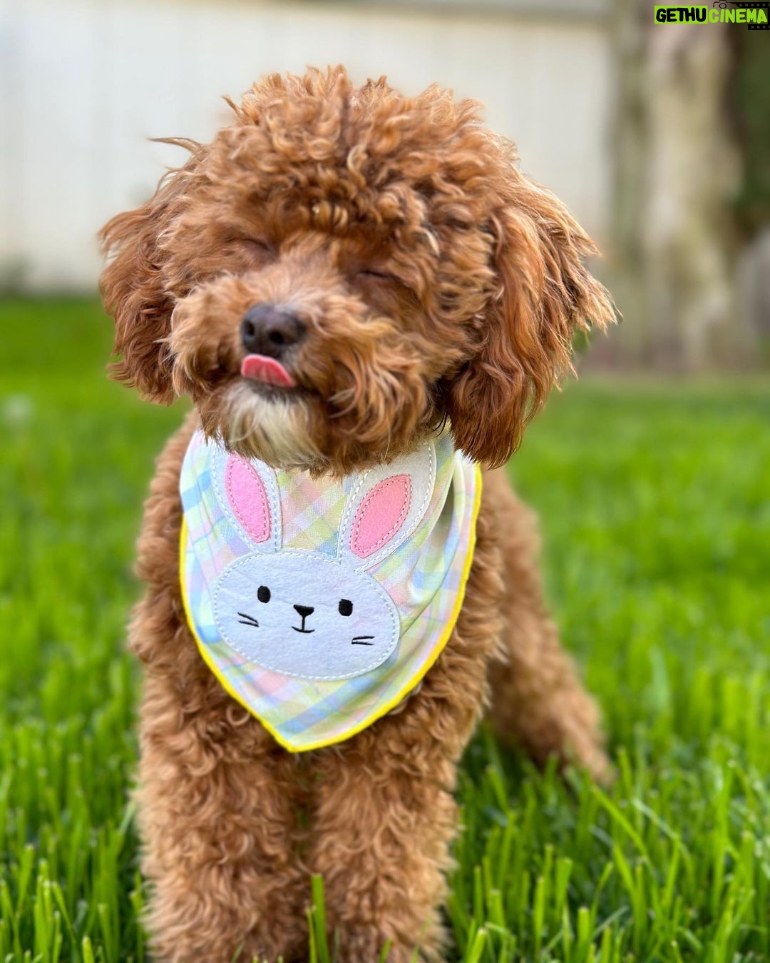 Emmy Buckner Instagram - Happy Easter from my pride and joys🐰🐶💐 Los Angeles, California