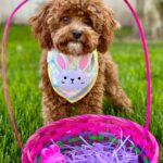 Emmy Buckner Instagram - Happy Easter from my pride and joys🐰🐶💐 Los Angeles, California