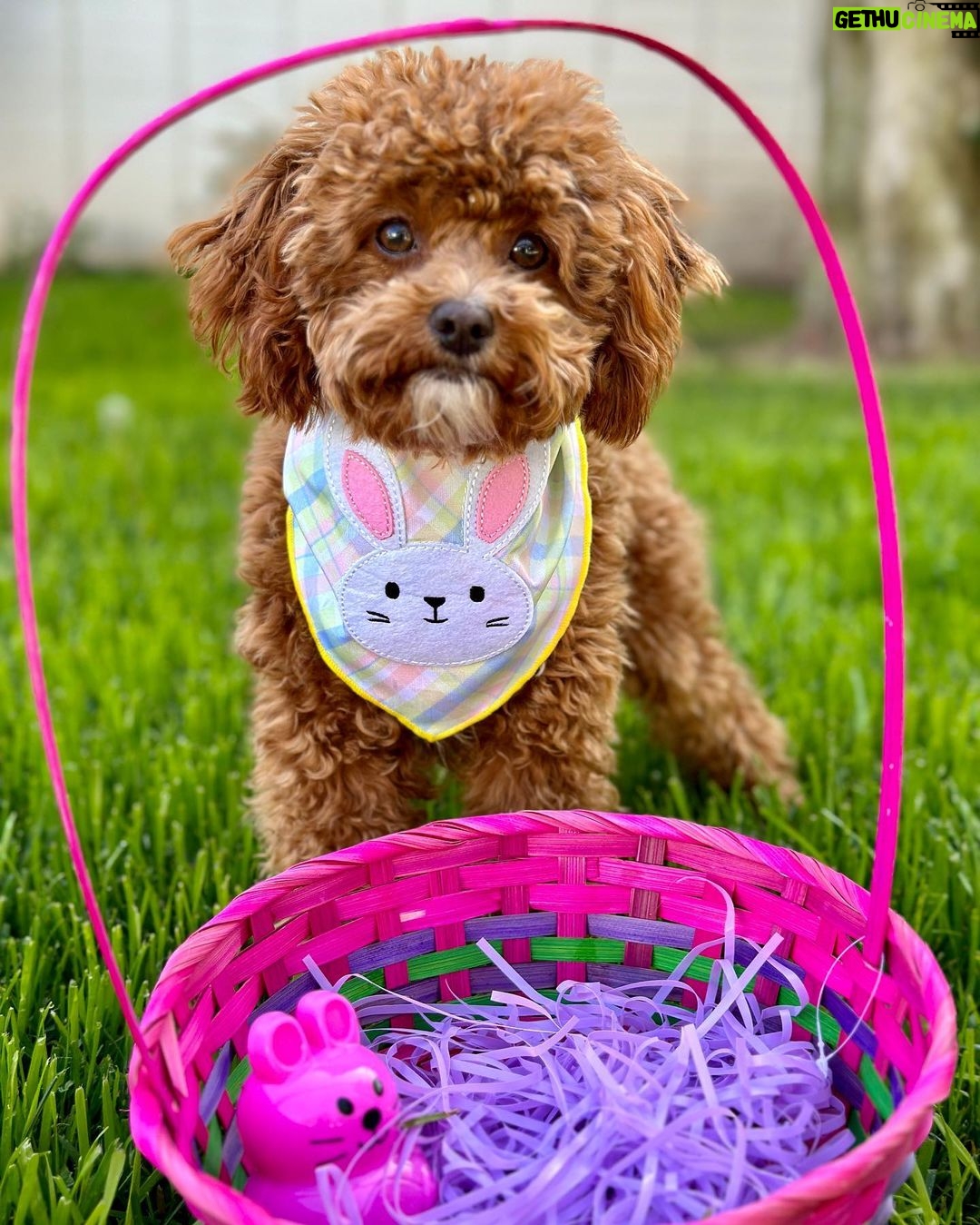 Emmy Buckner Instagram - Happy Easter from my pride and joys🐰🐶💐 Los Angeles, California