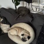 EnjoyPhoenix Instagram – un indice de cache dans ce dump 🙃