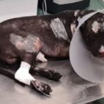 Enzo Salvi Instagram - ARON ❤️🙏 PERDONACI 🤬 PURTROPPO NEL NOSTRO PAESE GLI ANIMALI NON SONO TUTELATI E COLORO CHE COMMETTONO VIOLENZE RESTANO SPAVALDAMENTE IMPUNITI 🤬 L’ AGGRESSIONE AL MIO FLY 🦜 PRESO A SASSATE RISCHIANDO DI MORIRE SENZA MOTIVO DA UN SIMPATICO EXTRACOMUNITARIO, DENUNCIATO PORTATO IN CASERMA …. DOPO UN ORA GIÀ ERA LIBERO DI PRENDERE A SASSATE CHIUNQUE… IL MAGISTRATO HA RITENUTO IL TUTTO : “ PER LA PARTICOLARE TENUITÀ DEI FATTI “ W L’ ITALIA PAESE DEI BALOCCHI 🤬🤬🤬