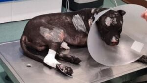 Enzo Salvi Instagram - ARON ❤️🙏 PERDONACI 🤬  PURTROPPO NEL NOSTRO PAESE GLI ANIMALI NON SONO TUTELATI E COLORO CHE COMMETTONO VIOLENZE  RESTANO SPAVALDAMENTE IMPUNITI 🤬 L’ AGGRESSIONE AL MIO FLY 🦜 PRESO A SASSATE RISCHIANDO DI MORIRE SENZA MOTIVO DA UN SIMPATICO EXTRACOMUNITARIO, DENUNCIATO PORTATO IN CASERMA …. DOPO UN ORA  GIÀ ERA LIBERO DI PRENDERE A SASSATE CHIUNQUE… IL MAGISTRATO HA RITENUTO IL TUTTO : “ PER LA PARTICOLARE TENUITÀ DEI FATTI “ W L’ ITALIA PAESE DEI BALOCCHI 🤬🤬🤬