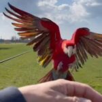 Enzo Salvi Instagram - Nessun uccello vola appena nato, ma arriva il momento in cui il richiamo dell’aria è più forte della paura di cadere e allora la vita gli insegna a spiegare le ali. ❤️BONNIE ❤️#aramacao #macaw #ara #volare #amore # ⛔️NON IMITATE ! QUELLO CHE VEDETE E’ IL RISULTATO DI UN LUNGO PERCORSO EDUCATIVO AL VOLO LIBERO⛔️