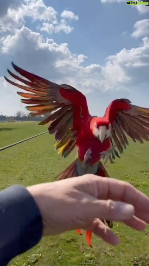 Enzo Salvi - 18.5K Likes - Nessun uccello vola appena nato, ma arriva il momento in cui il richiamo dell’aria è più forte della paura di cadere e allora la vita gli insegna a spiegare le ali. ❤️BONNIE ❤️#aramacao #macaw #ara #volare #amore #
⛔️NON IMITATE ! QUELLO CHE VEDETE E’ IL RISULTATO DI UN LUNGO PERCORSO EDUCATIVO AL VOLO LIBERO⛔️