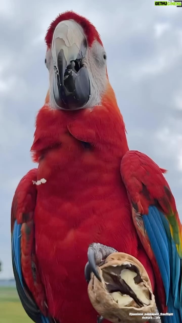 Enzo Salvi Instagram - SE AMI VERAMENTE LA NATURA, TROVERAI LA BELLEZZA OVUNQUE. BONNIE❤️ #aramacao