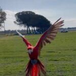 Enzo Salvi Instagram - Sono nati con le ali e’ hanno il diritto di volare! BONNIE ❤️🦜 PROTEGGERE E’ LA PIU BELLA VOCE DEL VERBO AMARE ❤️ P.S NON IMITATE ! QUELLO CHE VEDETE E’ Il RISULTATO DI UN LUNGO PERCORSO EDUCATIVO grazie alla nostra “Associazione passione pappagalli freeflight “ #aramacao #love #pappagallo#macaw