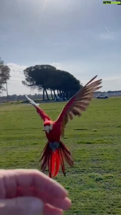 Enzo Salvi Instagram - Sono nati con le ali e’ hanno il diritto di volare! BONNIE ❤️🦜 PROTEGGERE E’ LA PIU BELLA VOCE DEL VERBO AMARE ❤️ P.S NON IMITATE ! QUELLO CHE VEDETE E’ Il RISULTATO DI UN LUNGO PERCORSO EDUCATIVO grazie alla nostra “Associazione passione pappagalli freeflight “ #aramacao #love #pappagallo#macaw