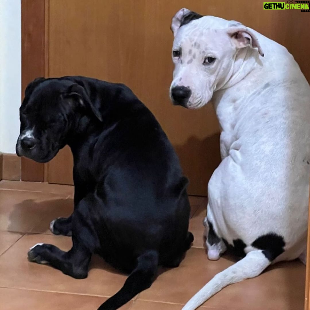 Enzo Salvi - 3.5K Likes - “Quando saremo capaci di amare l’altro con lo stesso amorevole trasporto che ha un cane nei confronti del proprio padrone, solo allora potremo considerarci davvero esseri umani.”
“L’amore di un cane è puro. Il cane ti dona una fiducia totale. Non devi tradirlo.”
BYRON & PRADA ❤️❤️di mio figlio @manuel_salvi_ e @stazzi_federica_