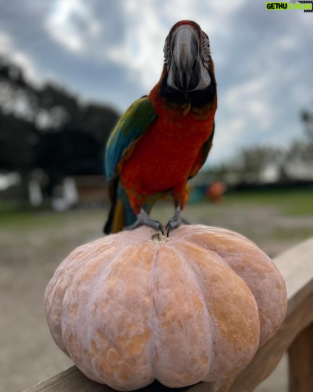 Enzo Salvi Instagram - Buon Halloween 👻 kikko❤️ Ostia Lido