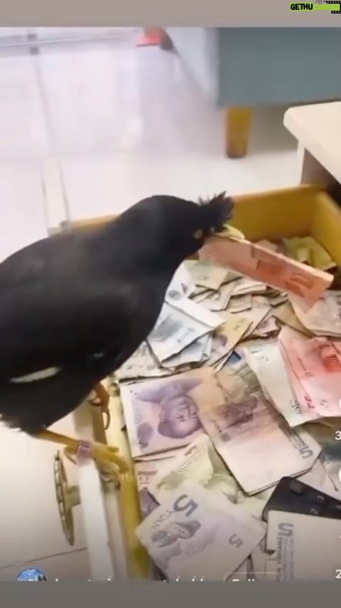 Enzo Salvi Instagram - L’UCCELLO CHE TUTTI VORREBBERO AVERE 😜