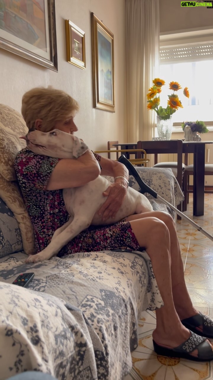 Enzo Salvi - 4.5K Likes - Il piccolo Byron regala un sorriso a Nonna Bruna ❤️
“Le parole non possono descrivere la bellezza di un cane, ma un cane può descrivere la bellezza delle parole“.