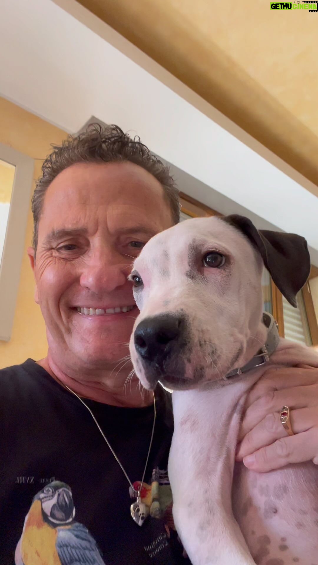 Enzo Salvi - 10.3K Likes - Lui e’ BYRON 3 mesi IL PITBULL di mio figlio @manuel_salvi_ e @stazzi_federica_
Dolcezza unica ❤️
proteggere è la più bella voce del verbo amare 💪❤️💪